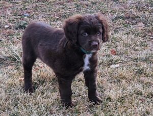Max as a puppy